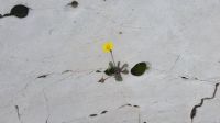 Widerstandskraft durch Lsungsorientierung 